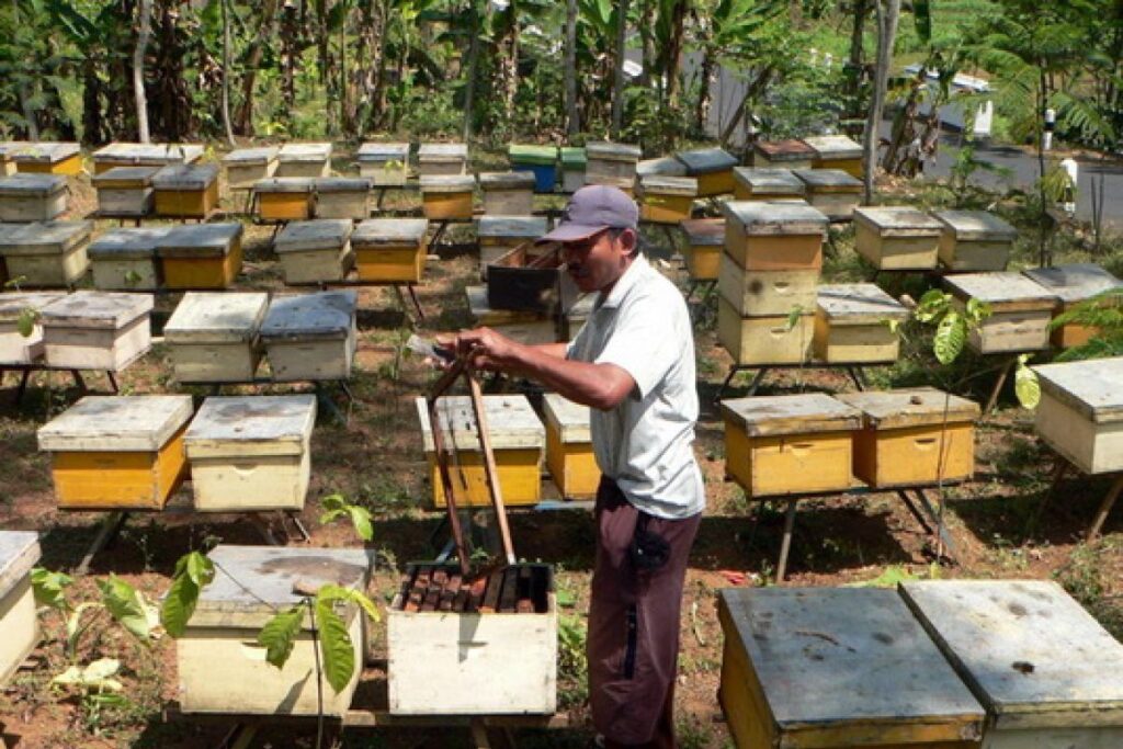 Manfaat Luar Biasa dari Madu Hutan Indonesia