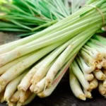 Sereh Wangi Bali: Potensi Aromatik dari Tanah Dewata