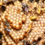 Madu Kelulut Kalimantan: Kekayaan Alam