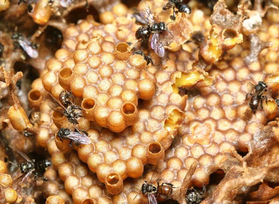 Madu Kelulut Kalimantan: Kekayaan Alam