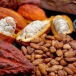 Biji Kakao Fermentasi Sulawesi