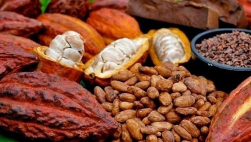 Biji Kakao Fermentasi Sulawesi