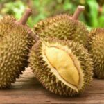 Durian Medan. Primadona Sumatera Utara yang Mendunia